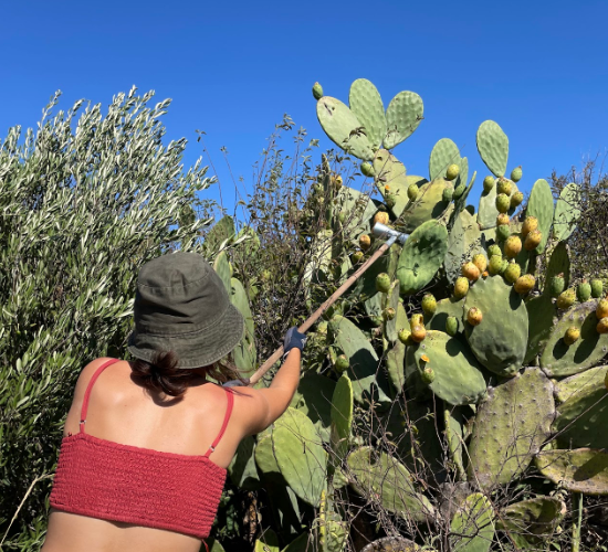 Volunteer harvesting prickly pears at Masseria Olga coliving in rural Puglia, Italy