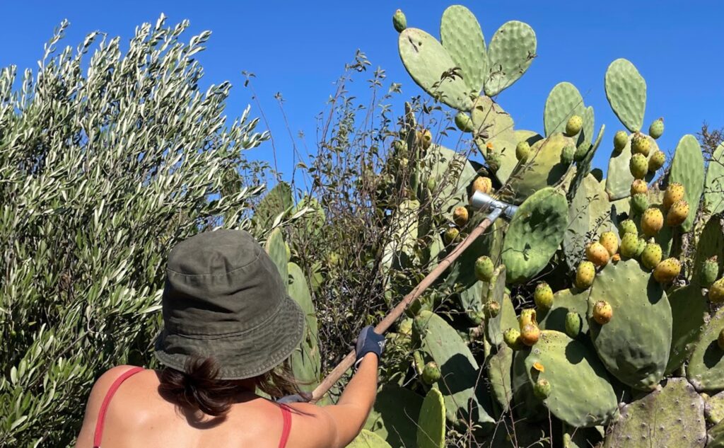 Woman harvesting prickly pears in the Italian countryside at Masseria Olga coliving in Puglia